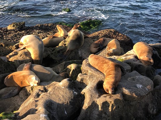 https://mdw-travel-data-us-east-1.s3.amazonaws.com/img/country/United-States/La-Jolla-Cove/img_02.jpg