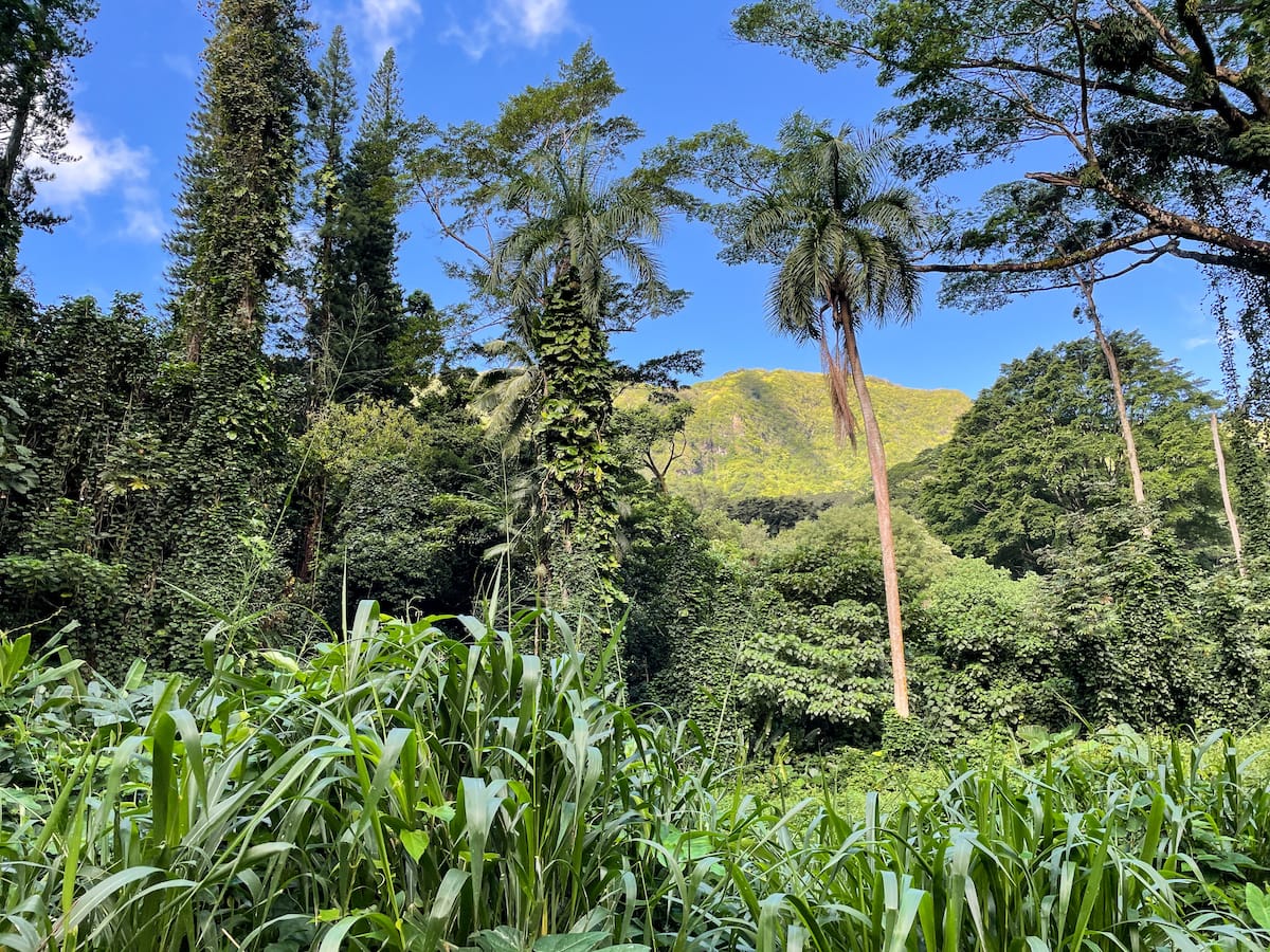 https://mdw-travel-data-us-east-1.s3.amazonaws.com/img/country/United-States/Manoa-Trail/img_03.jpg