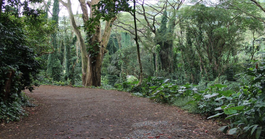 https://mdw-travel-data-us-east-1.s3.amazonaws.com/img/country/United-States/Manoa-Trail/img_05.jpg
