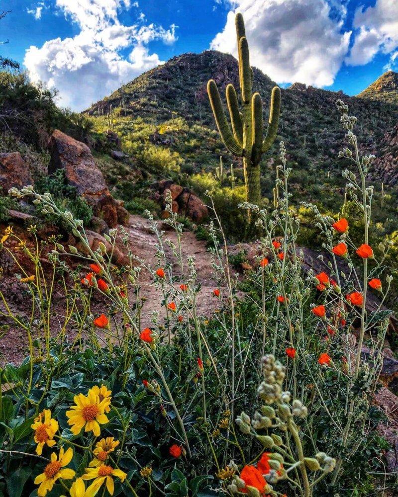 https://mdw-travel-data-us-east-1.s3.amazonaws.com/img/country/United-States/McDowell-Sonoran-Preserve/img_02.jpg