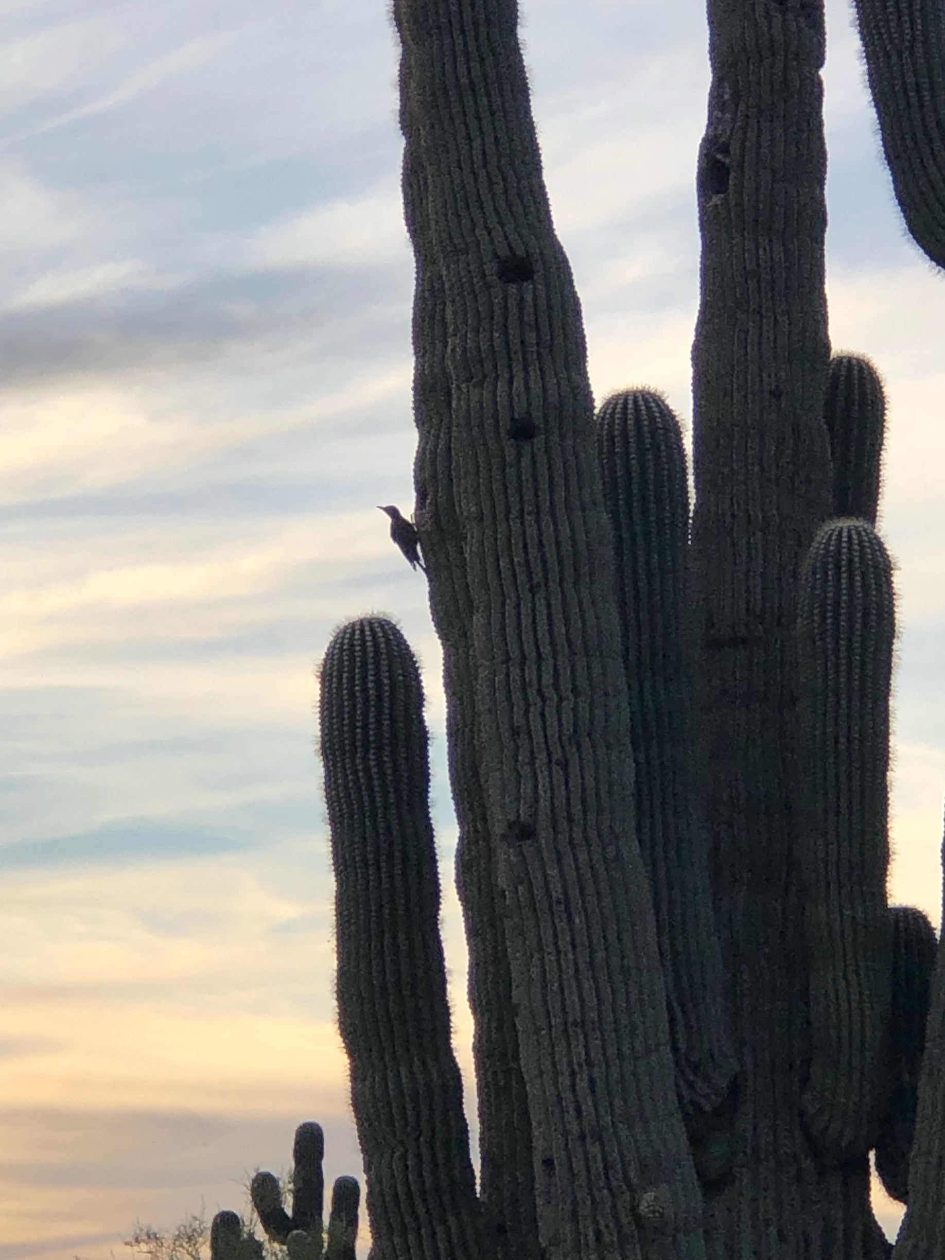https://mdw-travel-data-us-east-1.s3.amazonaws.com/img/country/United-States/McDowell-Sonoran-Preserve/img_05.jpg