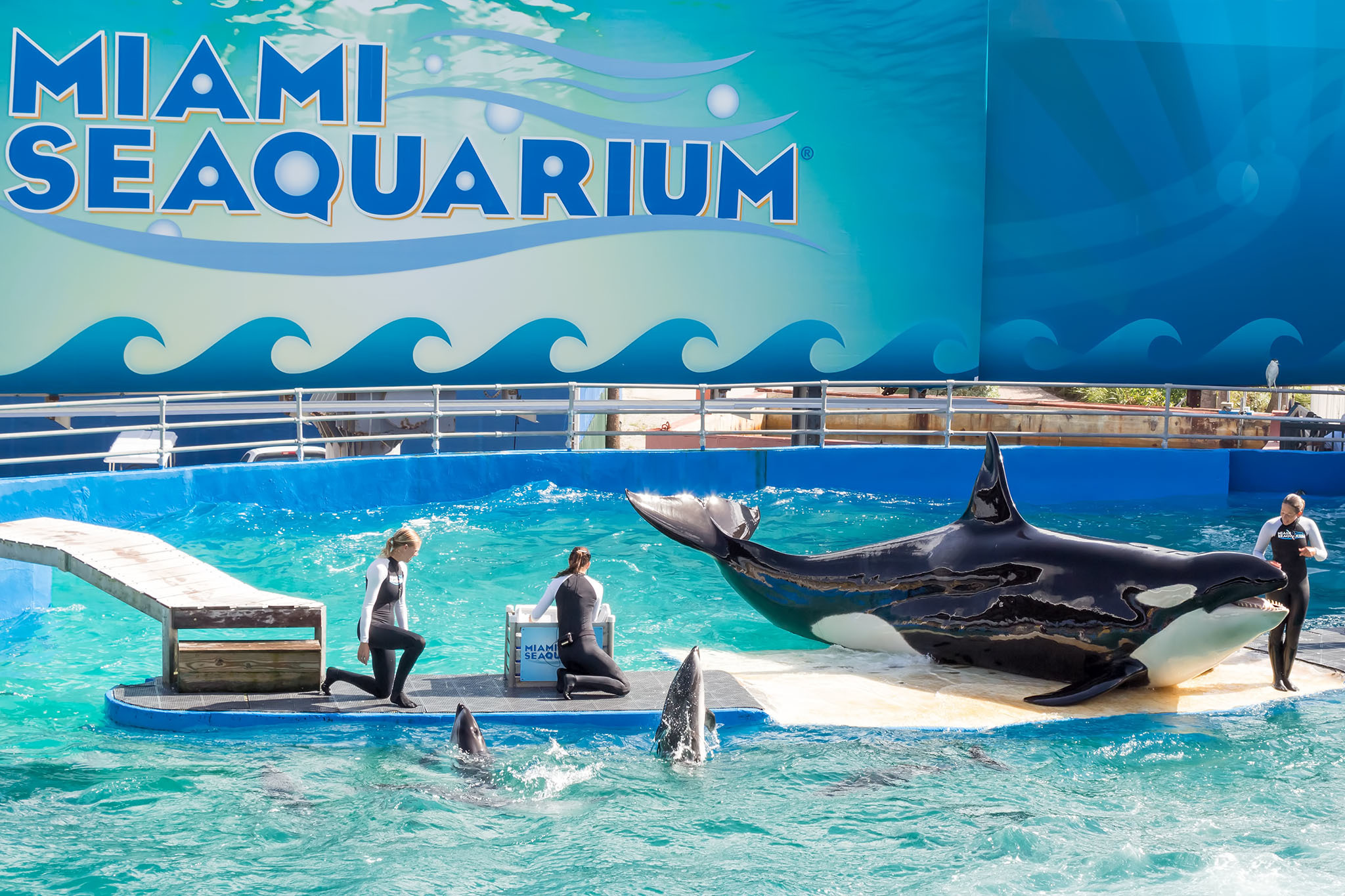 https://mdw-travel-data-us-east-1.s3.amazonaws.com/img/country/United-States/Miami-Seaquarium/img_02.jpg