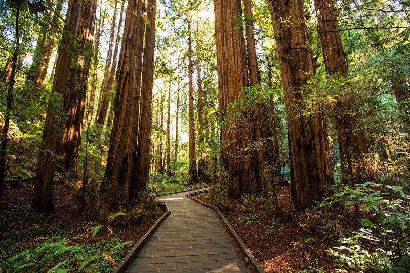 https://mdw-travel-data-us-east-1.s3.amazonaws.com/img/country/United-States/Muir-Woods/img_00.jpg