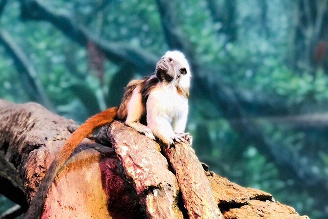 https://mdw-travel-data-us-east-1.s3.amazonaws.com/img/country/United-States/Nashville-Zoo-at-Grassmere/img_02.jpg