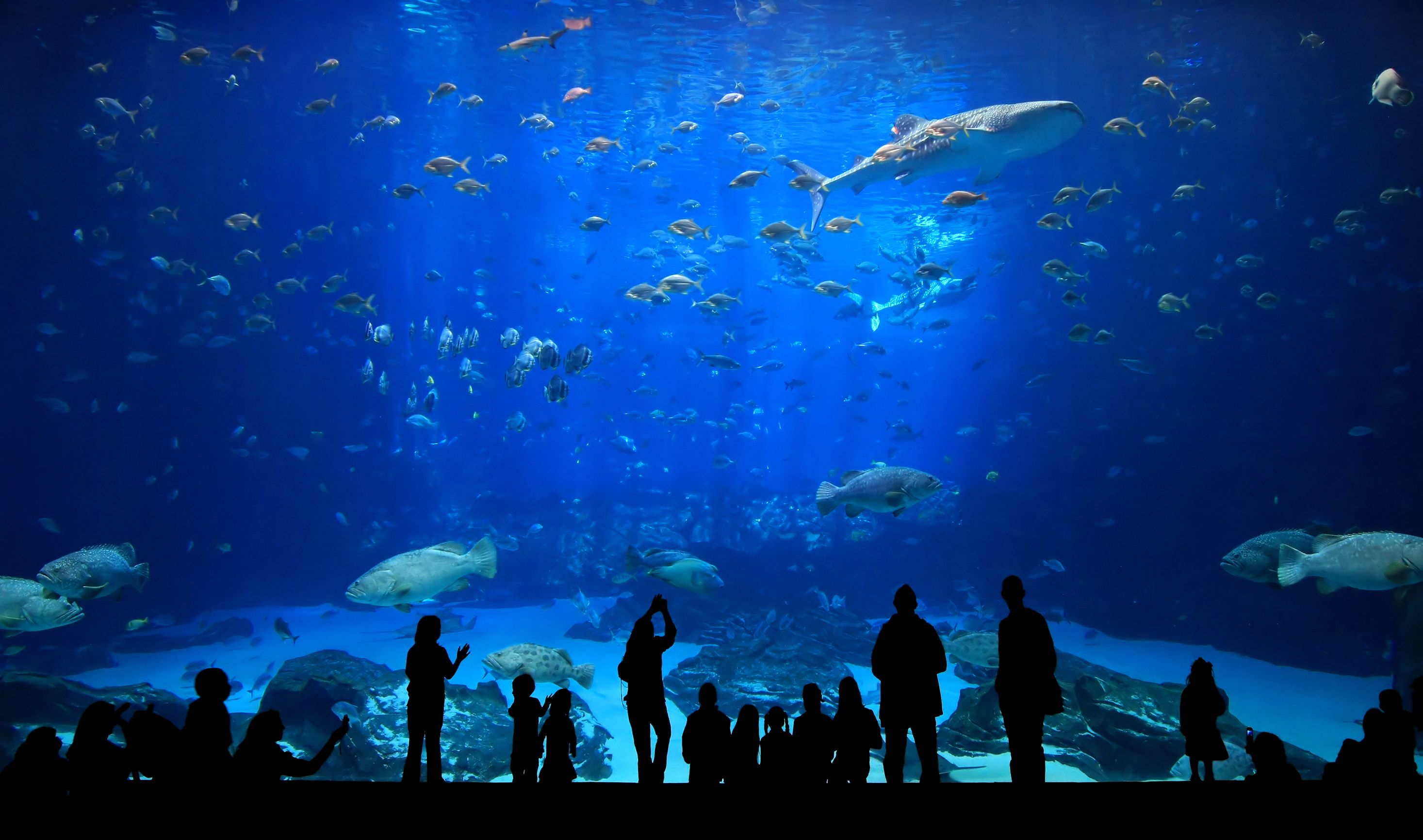 https://mdw-travel-data-us-east-1.s3.amazonaws.com/img/country/United-States/New-England-Aquarium/img_00.jpg