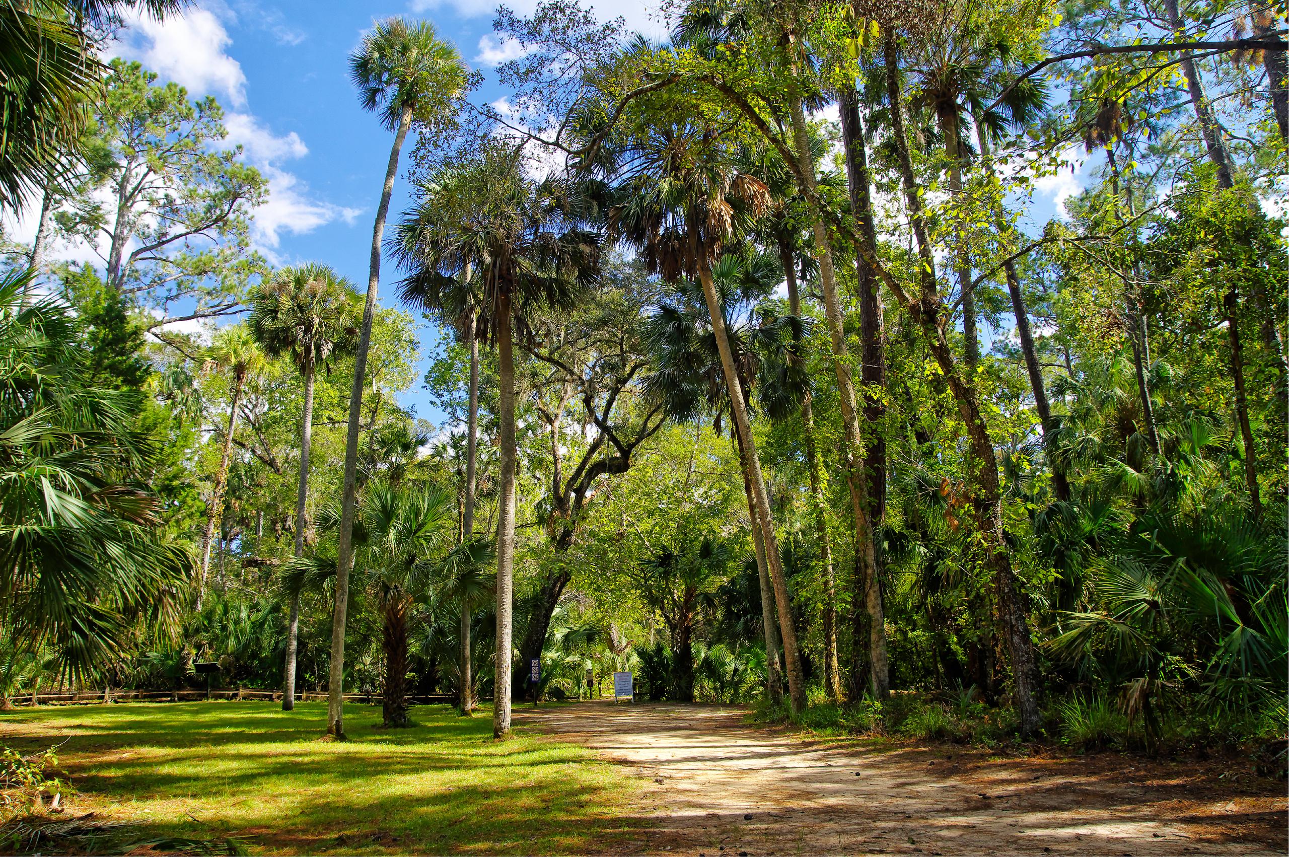 https://mdw-travel-data-us-east-1.s3.amazonaws.com/img/country/United-States/Ocala-National-Forest/img_03.jpg