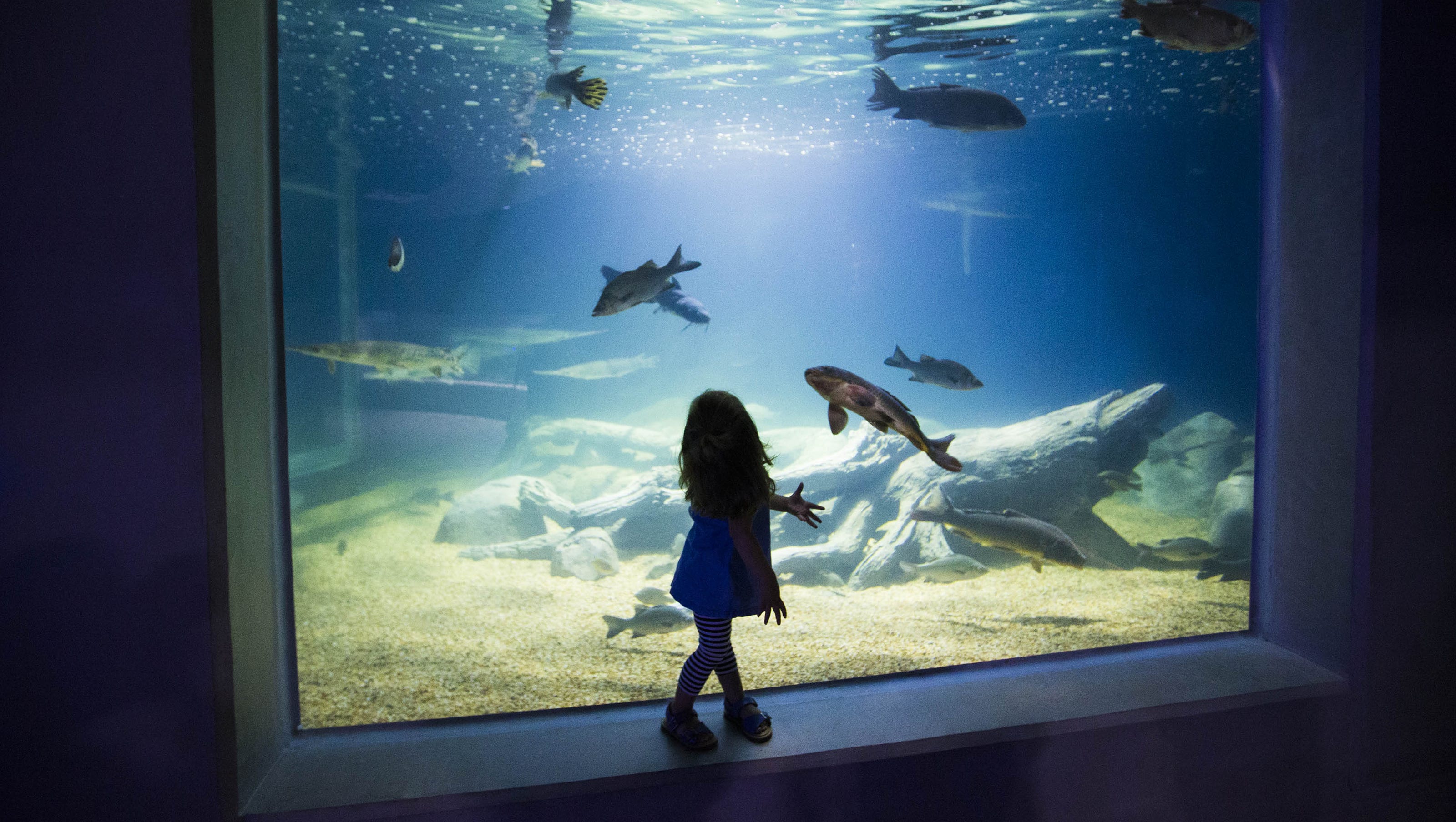 https://mdw-travel-data-us-east-1.s3.amazonaws.com/img/country/United-States/OdySea-Aquarium/img_00.jpg