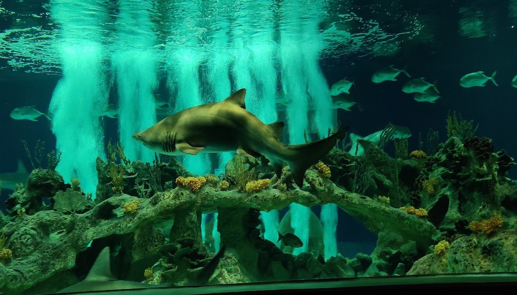 https://mdw-travel-data-us-east-1.s3.amazonaws.com/img/country/United-States/OdySea-Aquarium/img_02.jpg