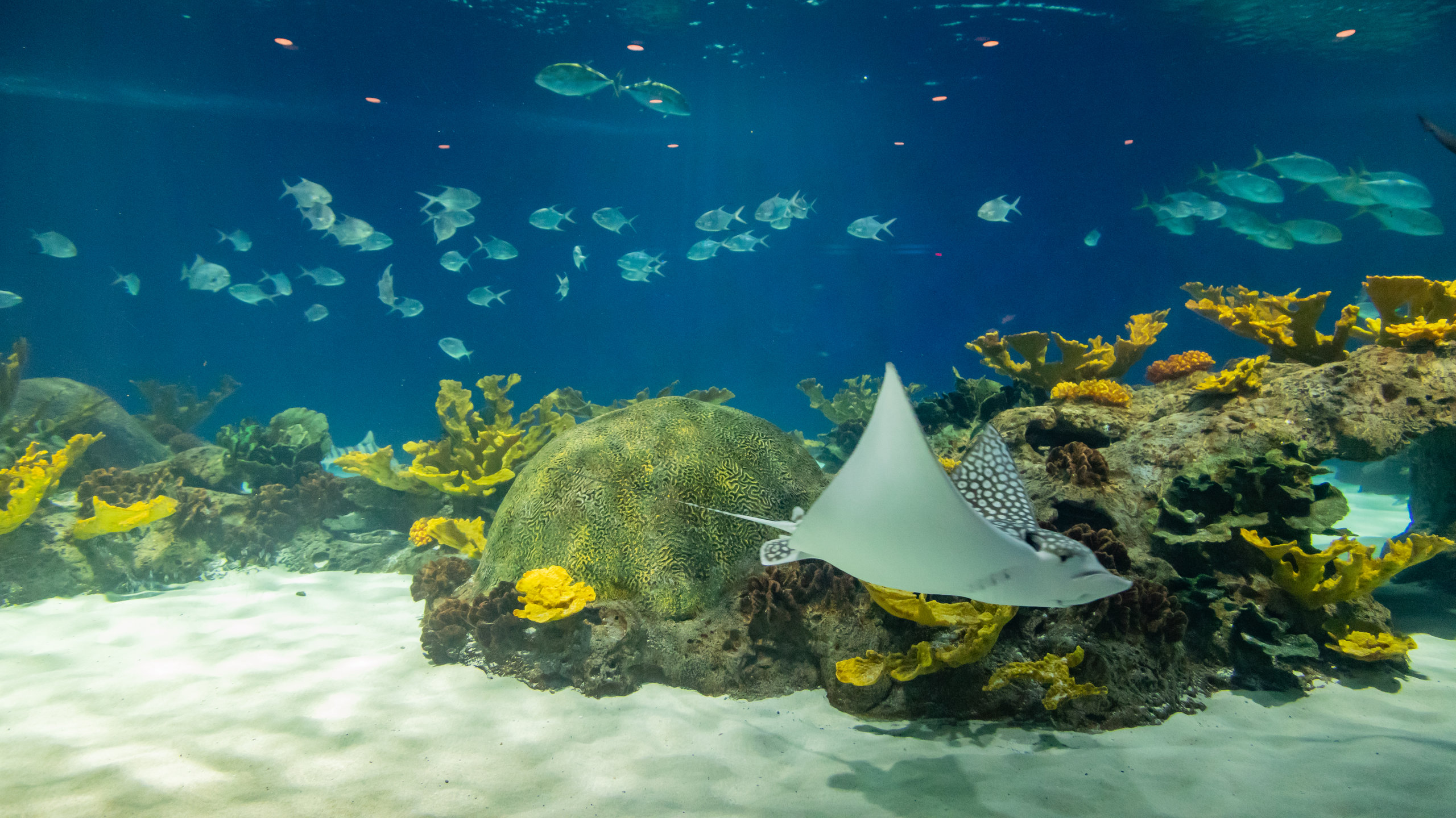 https://mdw-travel-data-us-east-1.s3.amazonaws.com/img/country/United-States/OdySea-Aquarium/img_04.jpg