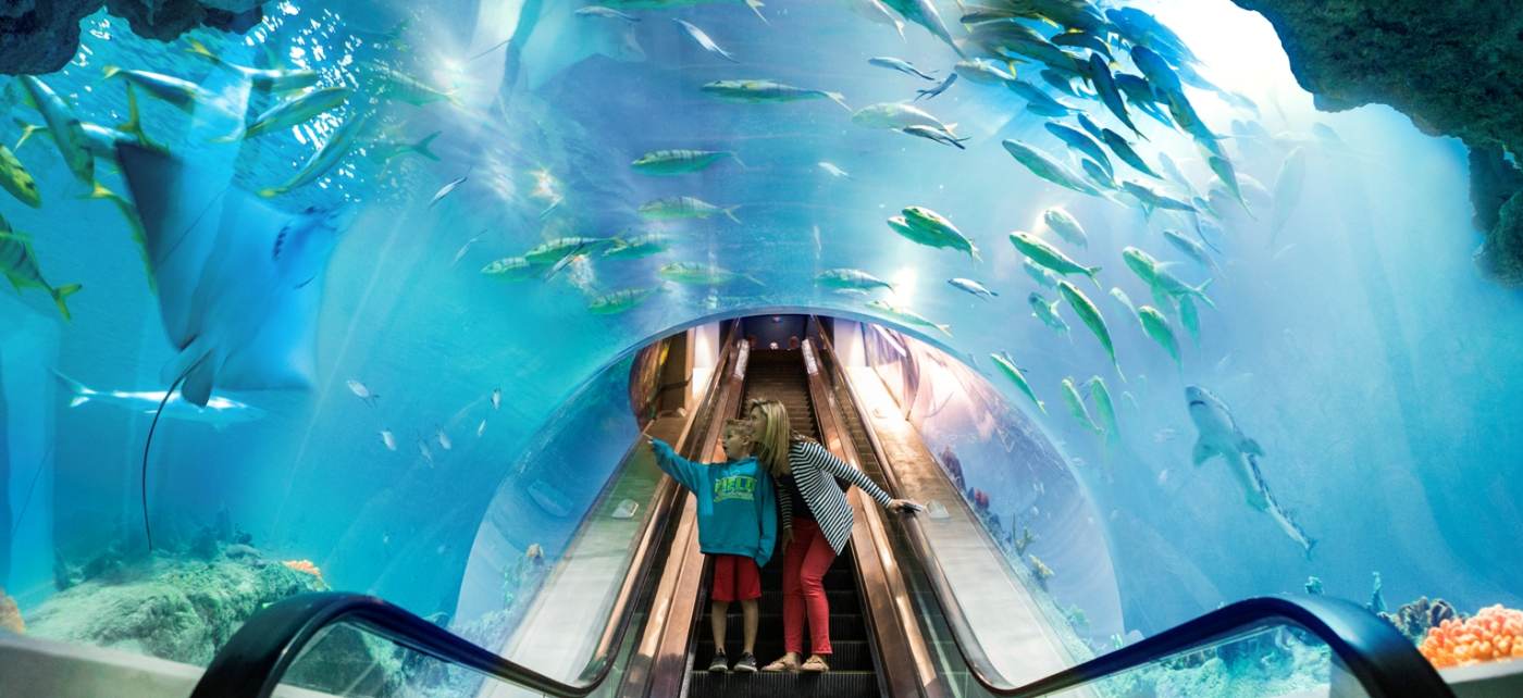 https://mdw-travel-data-us-east-1.s3.amazonaws.com/img/country/United-States/OdySea-Aquarium/img_05.jpg