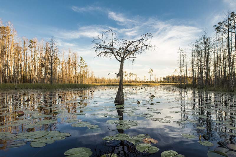 https://mdw-travel-data-us-east-1.s3.amazonaws.com/img/country/United-States/Okefenokee-National-Wildlife-Refuge/img_01.jpg