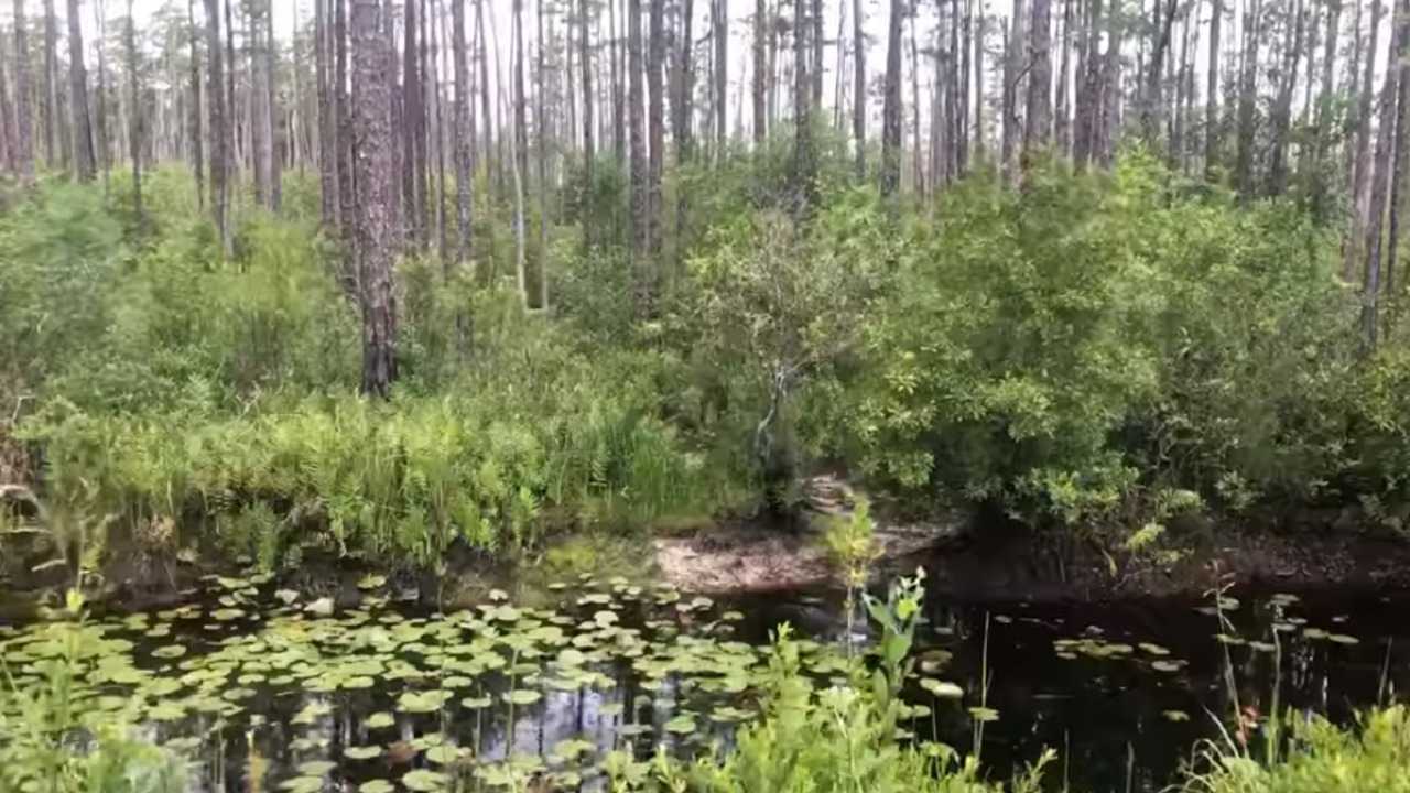https://mdw-travel-data-us-east-1.s3.amazonaws.com/img/country/United-States/Okefenokee-National-Wildlife-Refuge/img_02.jpg