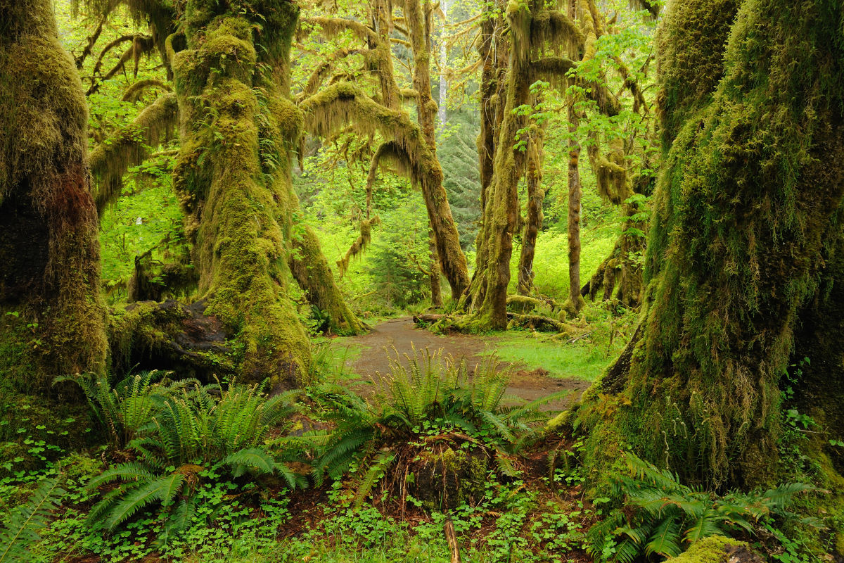 https://mdw-travel-data-us-east-1.s3.amazonaws.com/img/country/United-States/Olympic-National-Park/img_01.jpg