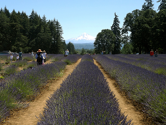 https://mdw-travel-data-us-east-1.s3.amazonaws.com/img/country/United-States/Oregon-Lavender-Festival/img_03.jpg