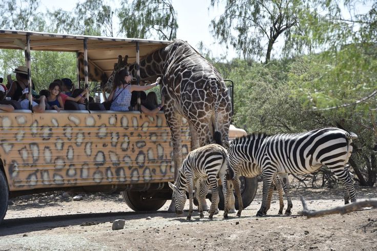 https://mdw-travel-data-us-east-1.s3.amazonaws.com/img/country/United-States/Out-of-Africa-Wildlife-Park/img_00.jpg