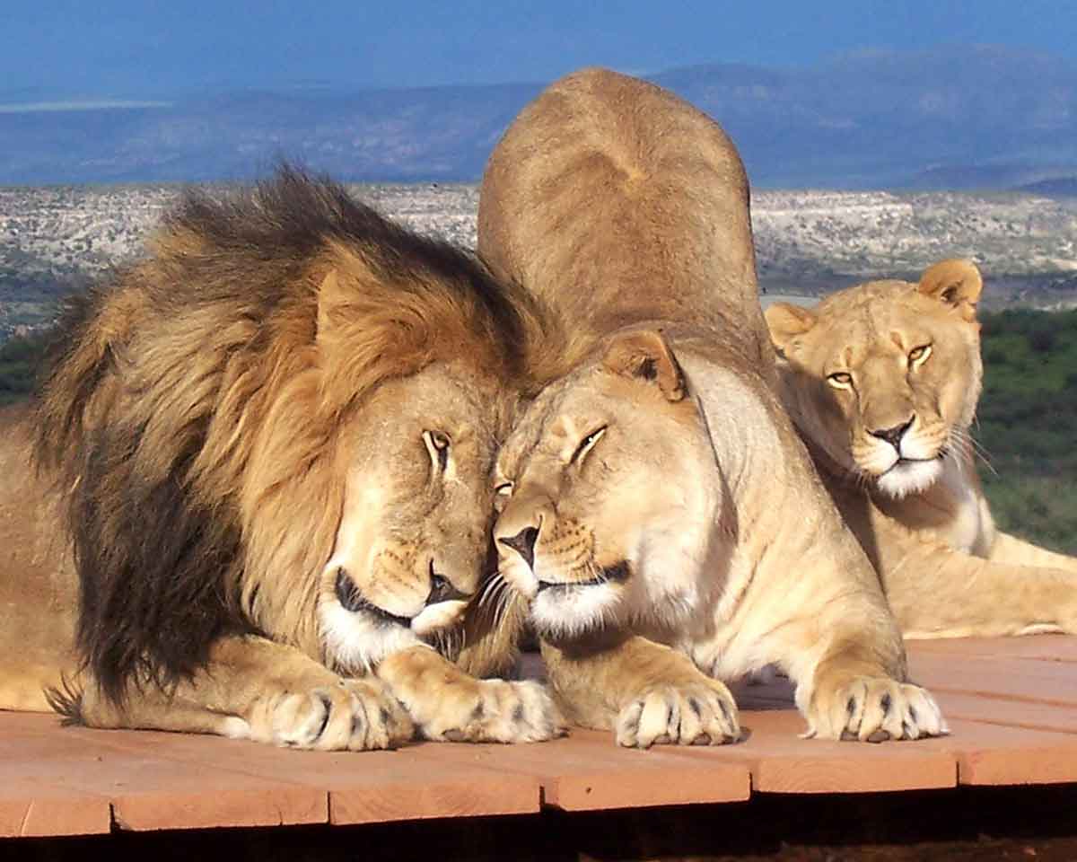 https://mdw-travel-data-us-east-1.s3.amazonaws.com/img/country/United-States/Out-of-Africa-Wildlife-Park/img_02.jpg