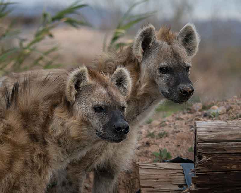 https://mdw-travel-data-us-east-1.s3.amazonaws.com/img/country/United-States/Out-of-Africa-Wildlife-Park/img_03.jpg