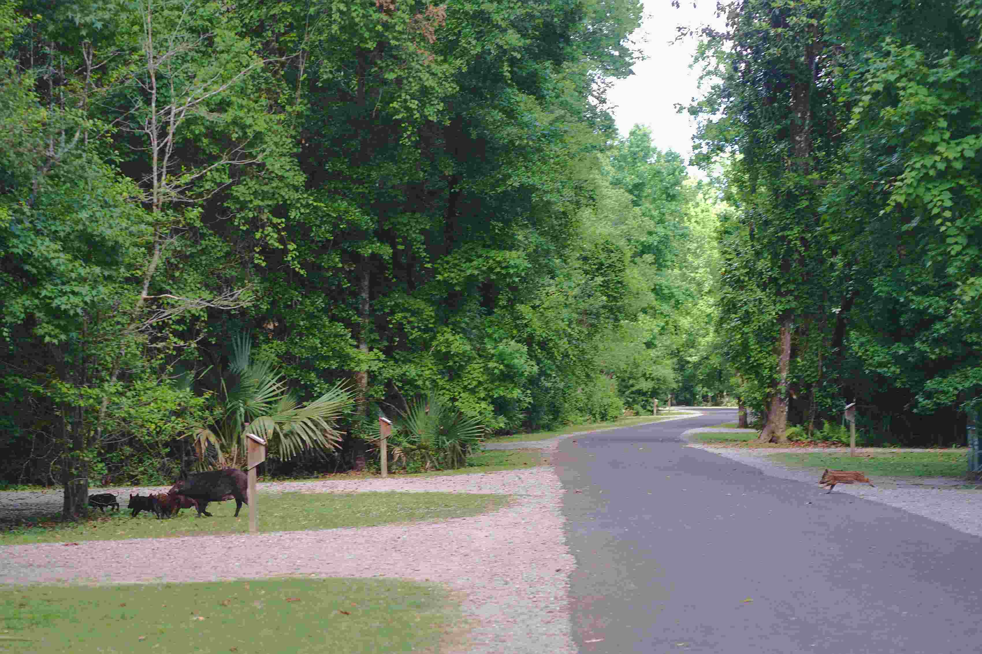 https://mdw-travel-data-us-east-1.s3.amazonaws.com/img/country/United-States/Palmetto-State-Park/img_02.jpg