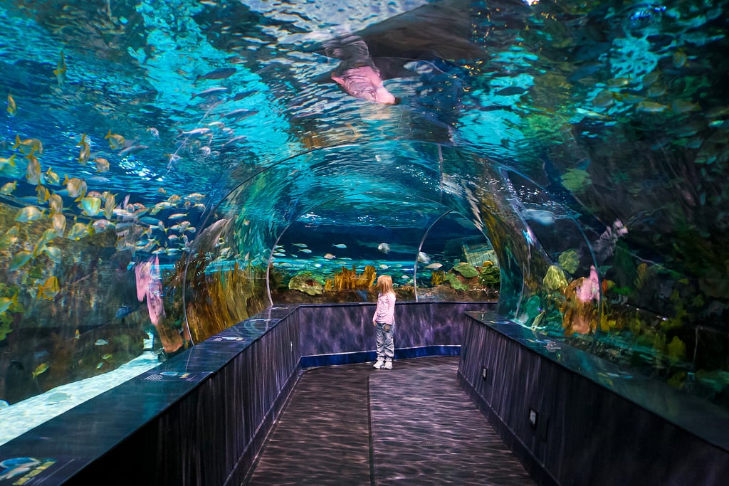 https://mdw-travel-data-us-east-1.s3.amazonaws.com/img/country/United-States/Ripleys-Aquarium-of-the-Smokies/img_01.jpg