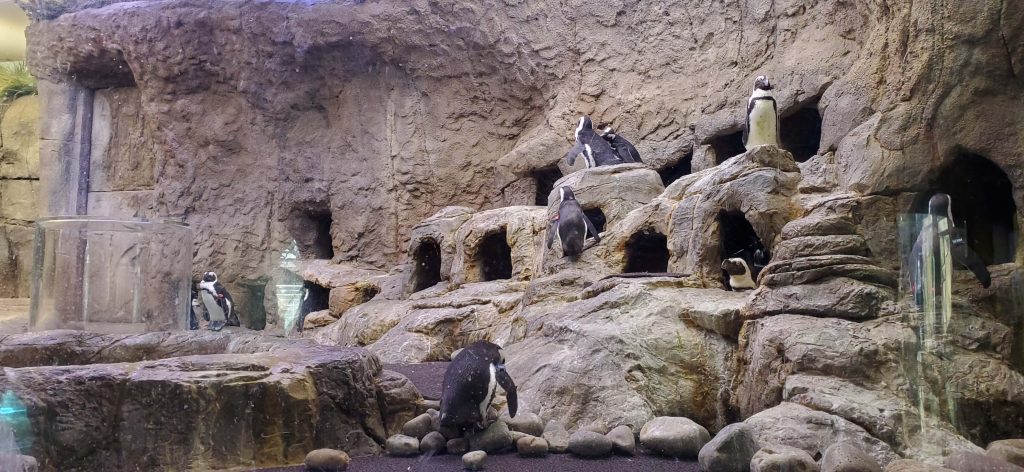 https://mdw-travel-data-us-east-1.s3.amazonaws.com/img/country/United-States/Ripleys-Aquarium-of-the-Smokies/img_03.jpg