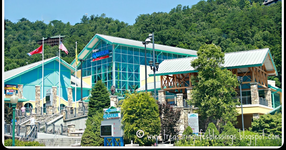 https://mdw-travel-data-us-east-1.s3.amazonaws.com/img/country/United-States/Ripleys-Aquarium-of-the-Smokies/img_05.jpg