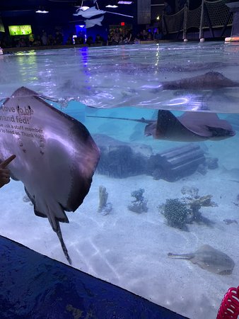 https://mdw-travel-data-us-east-1.s3.amazonaws.com/img/country/United-States/San-Antonio-Aquarium/img_02.jpg