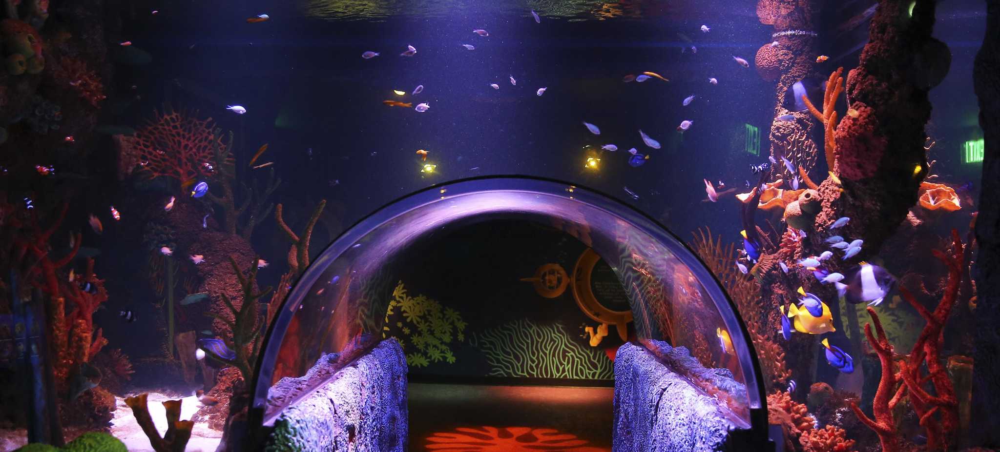 https://mdw-travel-data-us-east-1.s3.amazonaws.com/img/country/United-States/San-Antonio-Aquarium/img_03.jpg