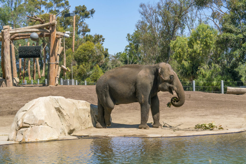 https://mdw-travel-data-us-east-1.s3.amazonaws.com/img/country/United-States/San-Diego-Zoo/img_02.jpg