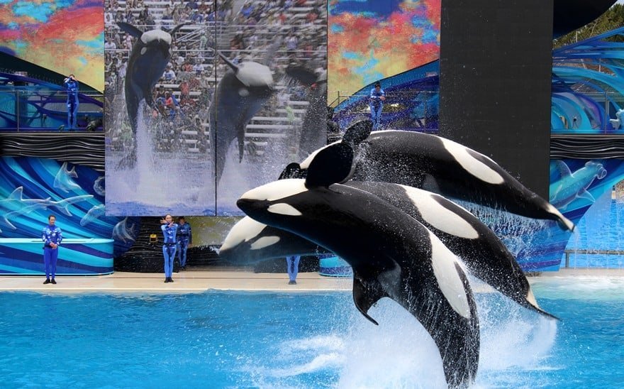 https://mdw-travel-data-us-east-1.s3.amazonaws.com/img/country/United-States/Seaworld-San-Diego/img_01.jpg