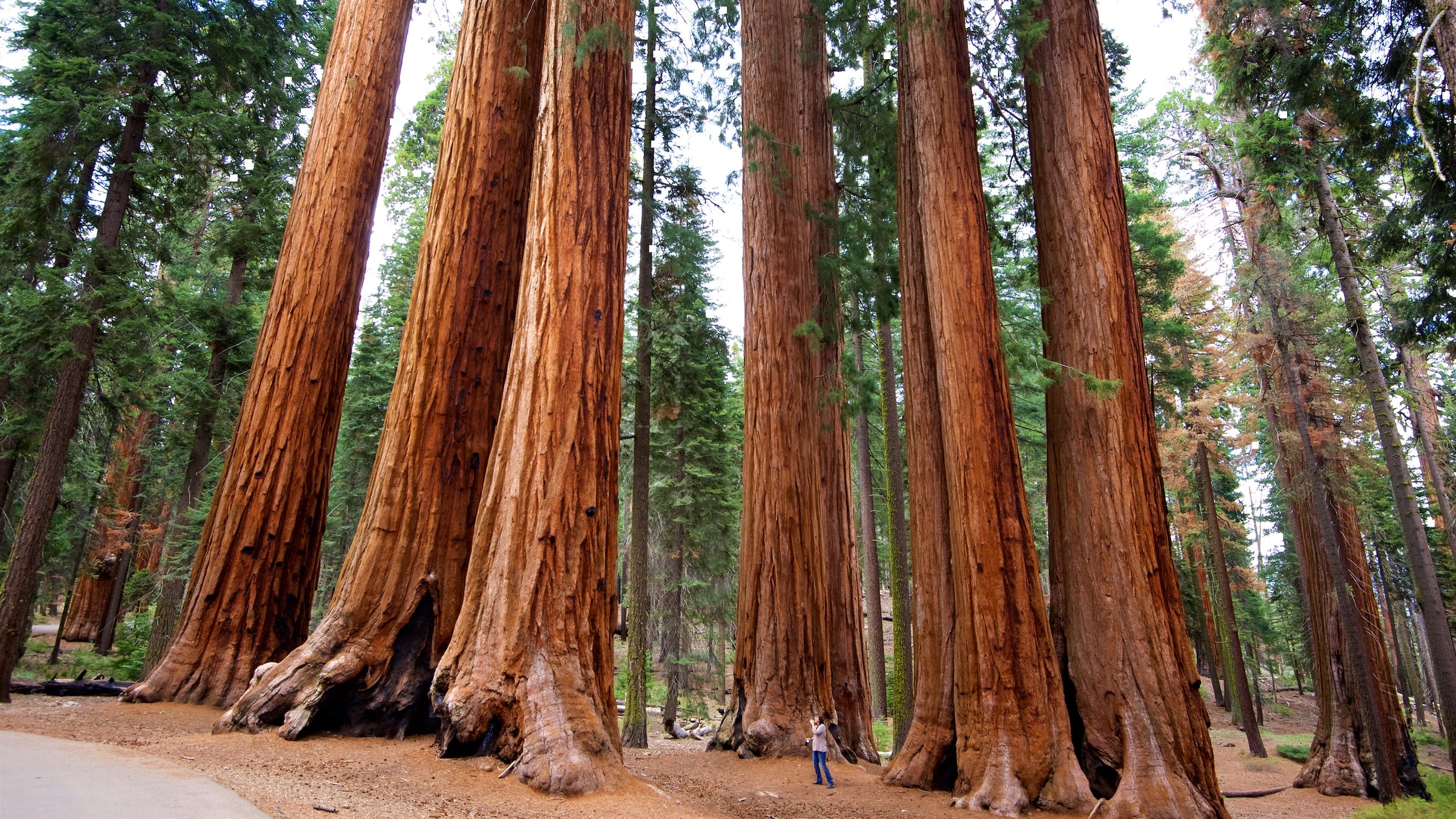 https://mdw-travel-data-us-east-1.s3.amazonaws.com/img/country/United-States/Sequoia-National-Park/img_00.jpg