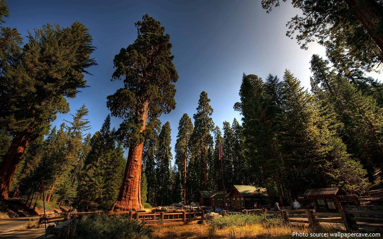 https://mdw-travel-data-us-east-1.s3.amazonaws.com/img/country/United-States/Sequoia-National-Park/img_01.jpg