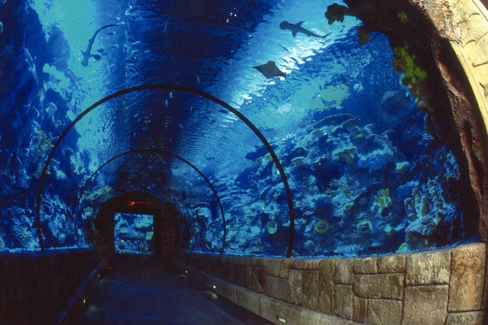 https://mdw-travel-data-us-east-1.s3.amazonaws.com/img/country/United-States/Shark-Reef-Aquarium/img_02.jpg