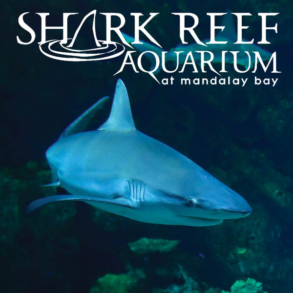 https://mdw-travel-data-us-east-1.s3.amazonaws.com/img/country/United-States/Shark-Reef-Aquarium/img_03.jpg