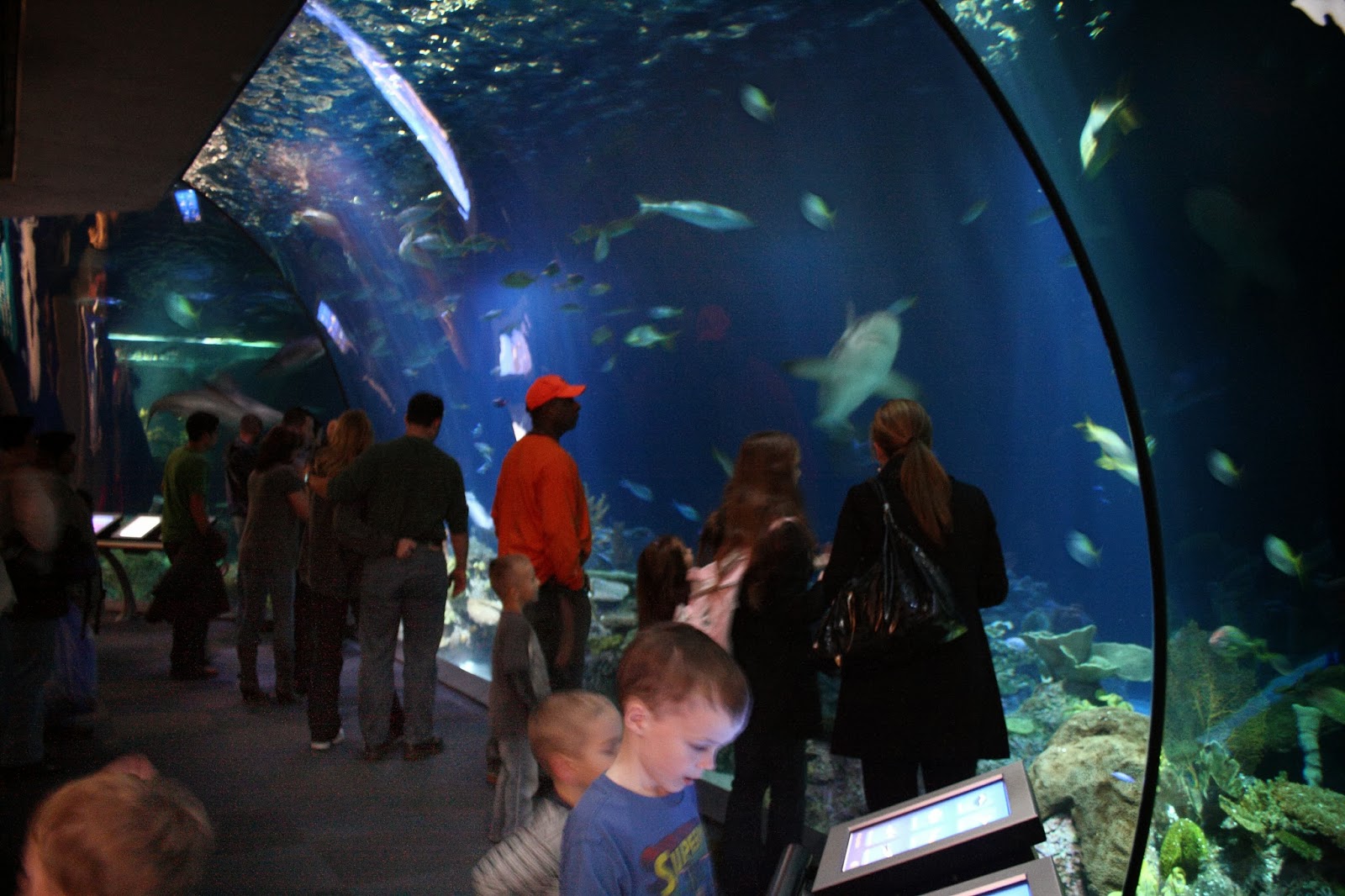 https://mdw-travel-data-us-east-1.s3.amazonaws.com/img/country/United-States/Shedd-Aquarium/img_01.jpg