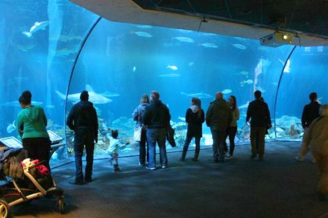 https://mdw-travel-data-us-east-1.s3.amazonaws.com/img/country/United-States/Shedd-Aquarium/img_03.jpg