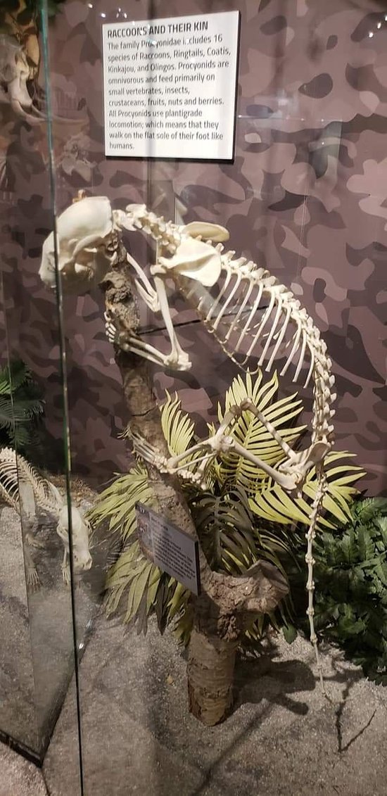 https://mdw-travel-data-us-east-1.s3.amazonaws.com/img/country/United-States/Skeletons:-Museum-of-Osteology/img_02.jpg