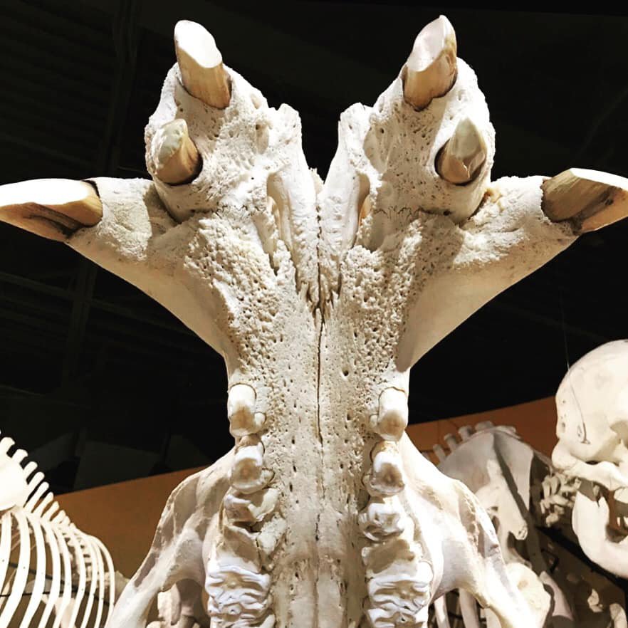https://mdw-travel-data-us-east-1.s3.amazonaws.com/img/country/United-States/Skeletons:-Museum-of-Osteology/img_03.jpg
