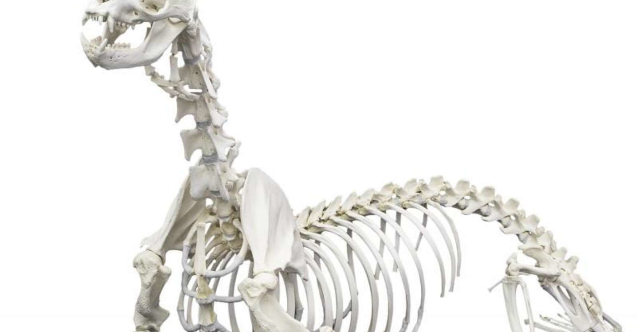 https://mdw-travel-data-us-east-1.s3.amazonaws.com/img/country/United-States/Skeletons:-Museum-of-Osteology/img_04.jpg