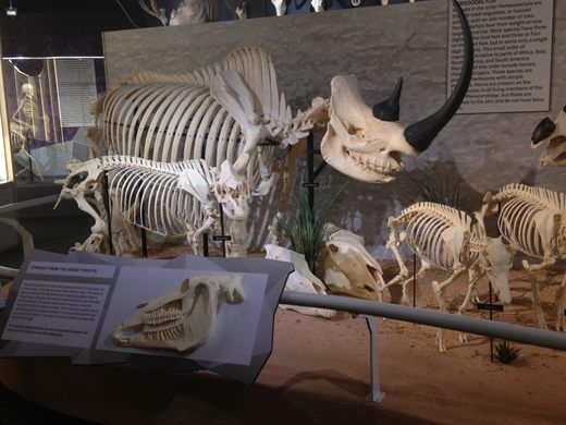https://mdw-travel-data-us-east-1.s3.amazonaws.com/img/country/United-States/Skeletons:-Museum-of-Osteology/img_05.jpg