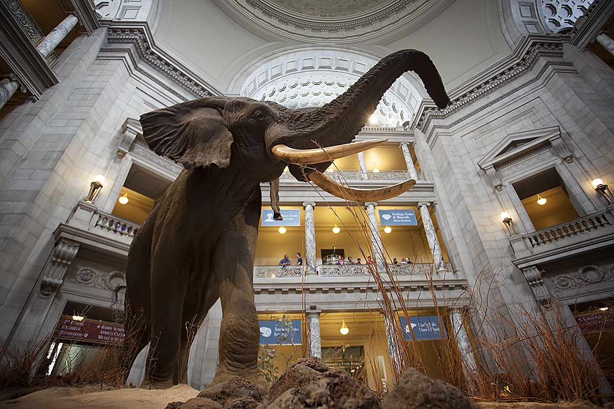 https://mdw-travel-data-us-east-1.s3.amazonaws.com/img/country/United-States/Smithsonian-National-Museum-of-Natural-History/img_01.jpg