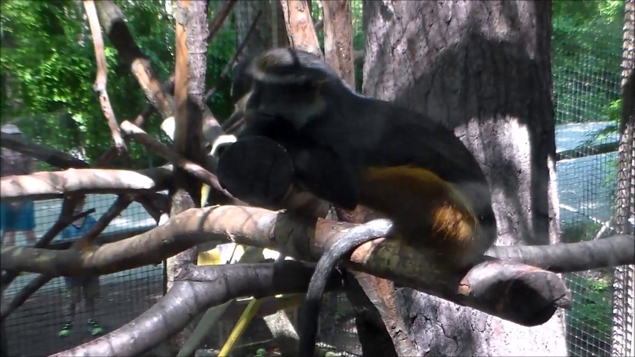 https://mdw-travel-data-us-east-1.s3.amazonaws.com/img/country/United-States/Southwicks-Zoo/img_02.jpg