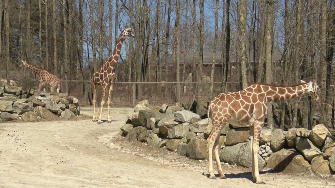 https://mdw-travel-data-us-east-1.s3.amazonaws.com/img/country/United-States/Southwicks-Zoo/img_03.jpg