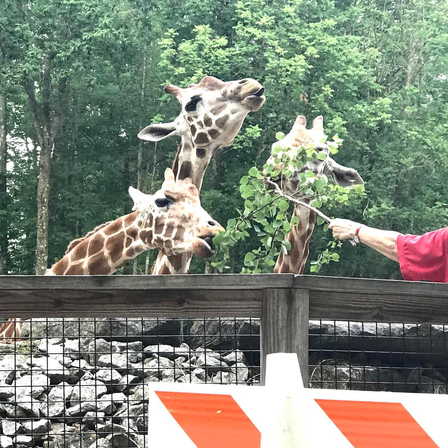 https://mdw-travel-data-us-east-1.s3.amazonaws.com/img/country/United-States/Southwicks-Zoo/img_05.jpg