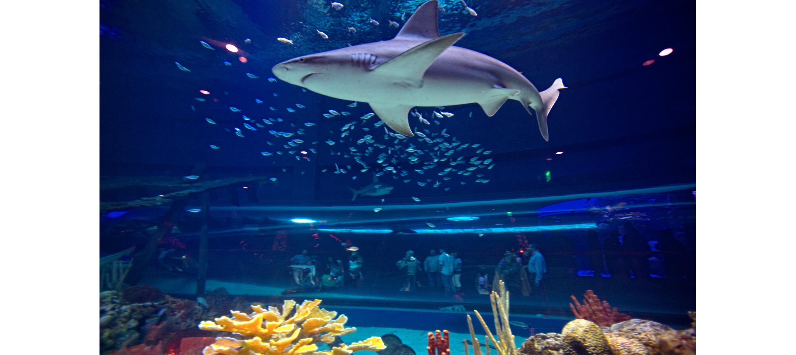 https://mdw-travel-data-us-east-1.s3.amazonaws.com/img/country/United-States/The-Texas-State-Aquarium/img_02.jpg