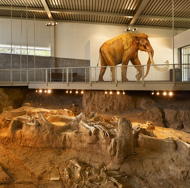 https://mdw-travel-data-us-east-1.s3.amazonaws.com/img/country/United-States/Waco-Mammoth-National-Monument/img_03.jpg