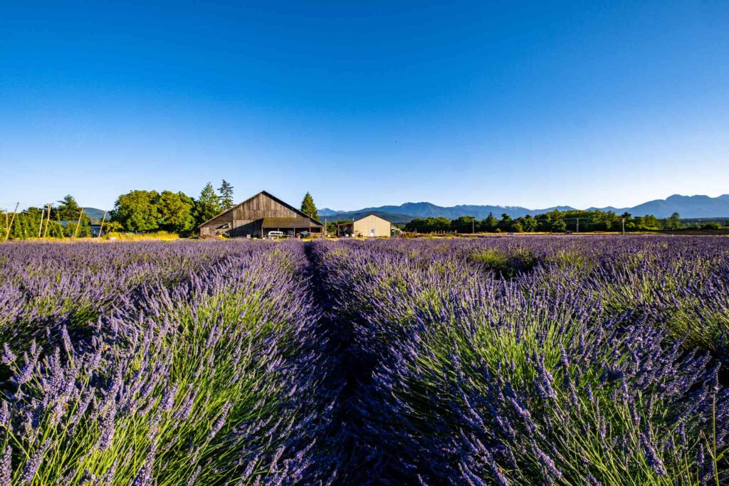 https://mdw-travel-data-us-east-1.s3.amazonaws.com/img/country/United-States/Washington-Lavender-Farm/img_01.jpg