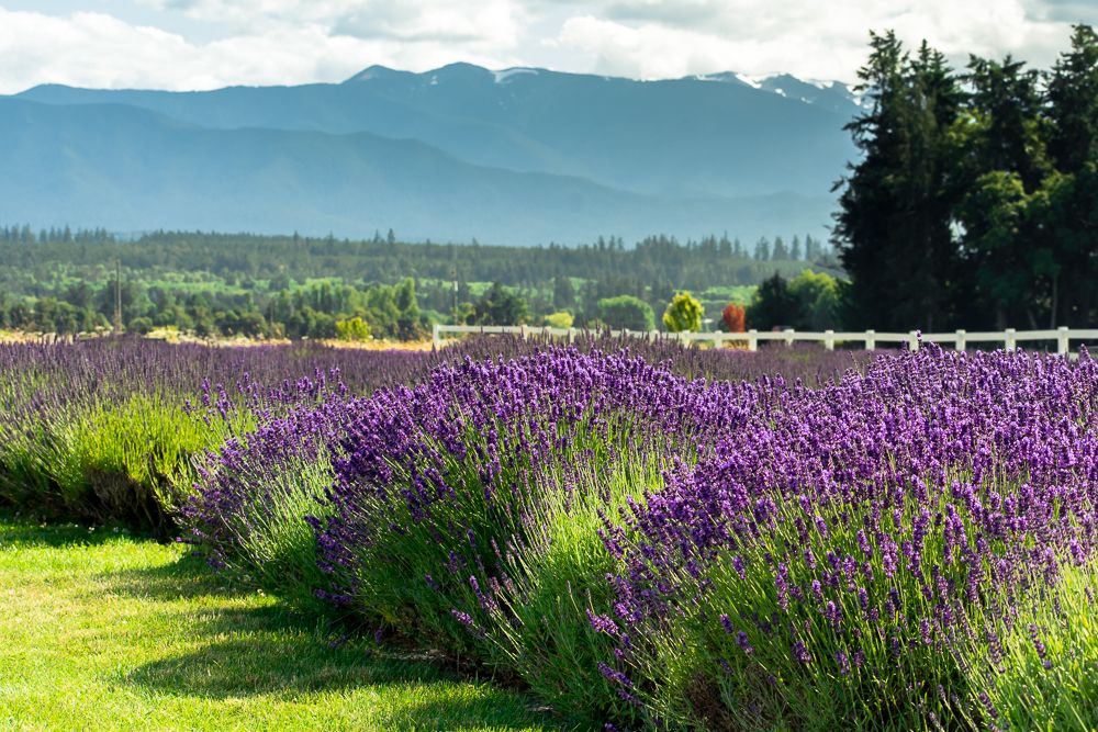 https://mdw-travel-data-us-east-1.s3.amazonaws.com/img/country/United-States/Washington-Lavender-Farm/img_02.jpg
