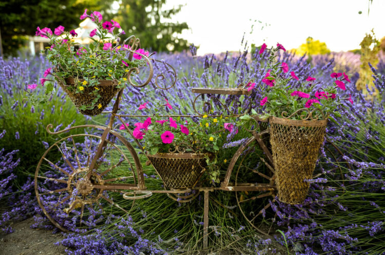 https://mdw-travel-data-us-east-1.s3.amazonaws.com/img/country/United-States/Washington-Lavender-Farm/img_03.jpg