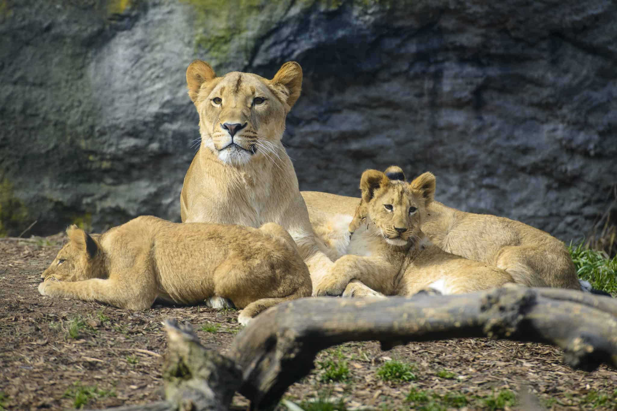 https://mdw-travel-data-us-east-1.s3.amazonaws.com/img/country/United-States/Woodland-Park-Zoo/img_00.jpg