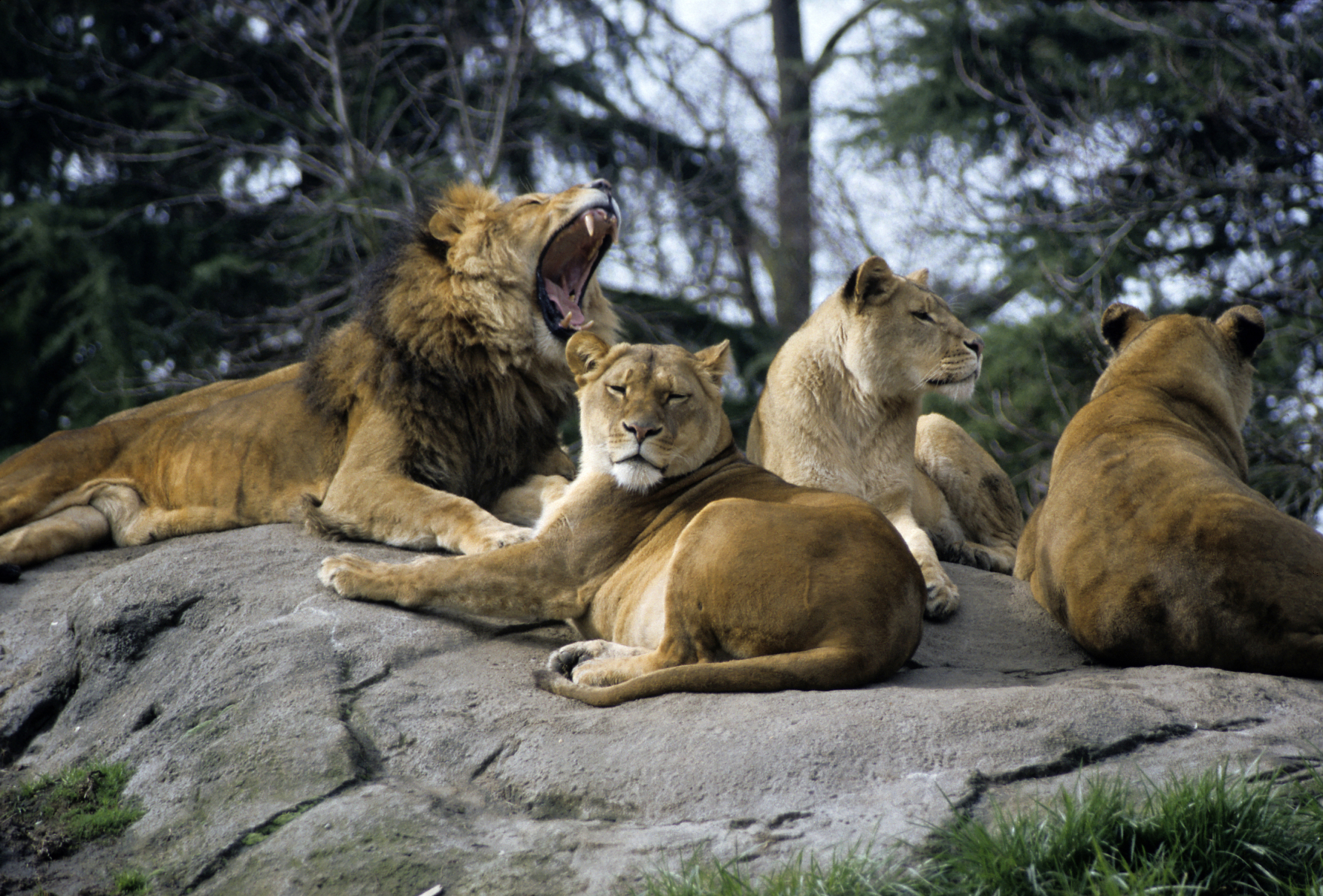 https://mdw-travel-data-us-east-1.s3.amazonaws.com/img/country/United-States/Woodland-Park-Zoo/img_02.jpg